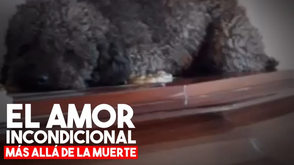Su dueña murió hace cuatro años y él la sigue visitando en el cementerio