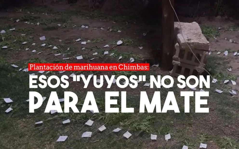 En plena persecución, encontraron una “finca” de marihuana