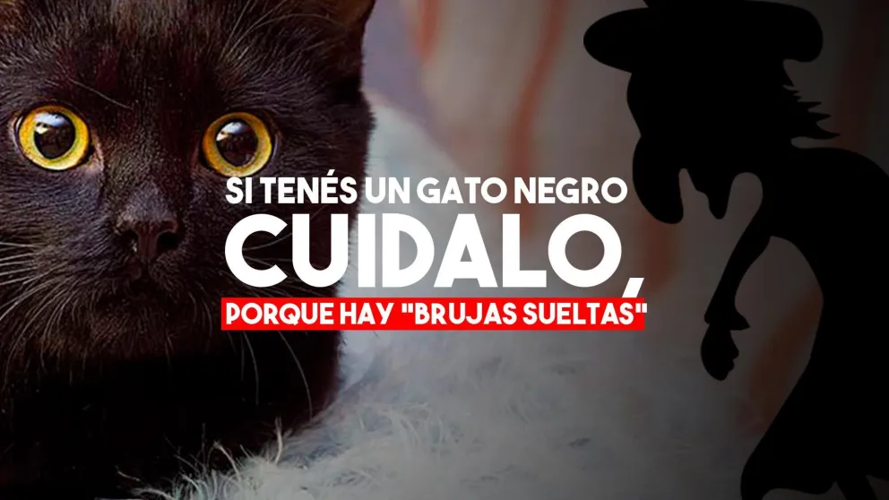 Proteccionistas alertan sobre los pedidos de adopción de gatos a fines de octubre