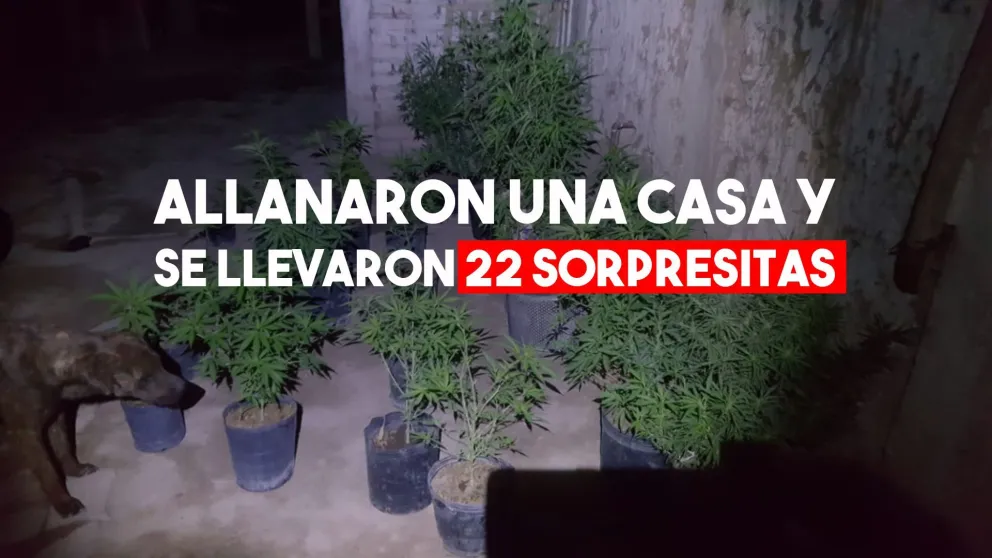 En un allanamiento, la Policía secuestró 22 plantas de marihuana