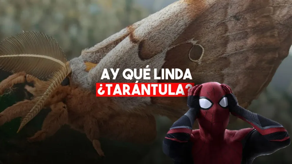 Con alas de mariposas, te presentamos a las "tarántulas con alas"