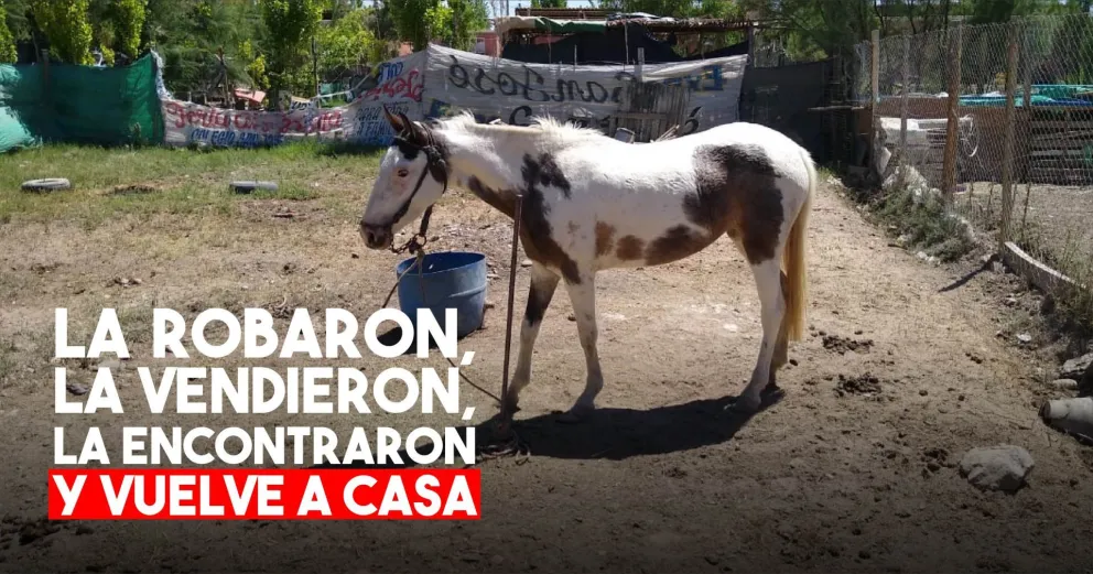 Caucete: le robaron dos equinos a un hombre, recuperó uno