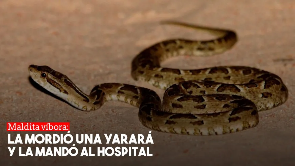 Una joven fue mordida por una yarará y debió ser hospitalizada