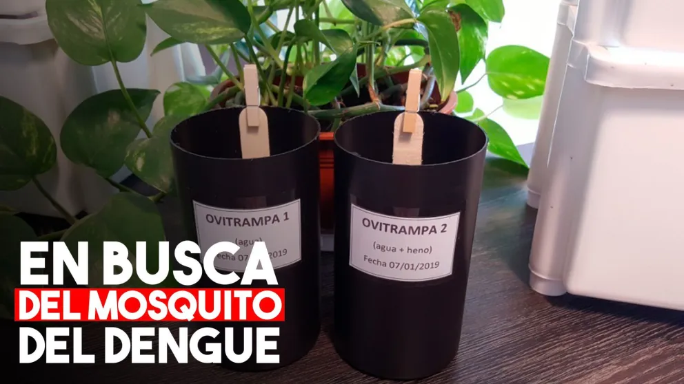 La provincia puso en funcionamiento ovitrampas para la búsqueda del mosquito del dengue
