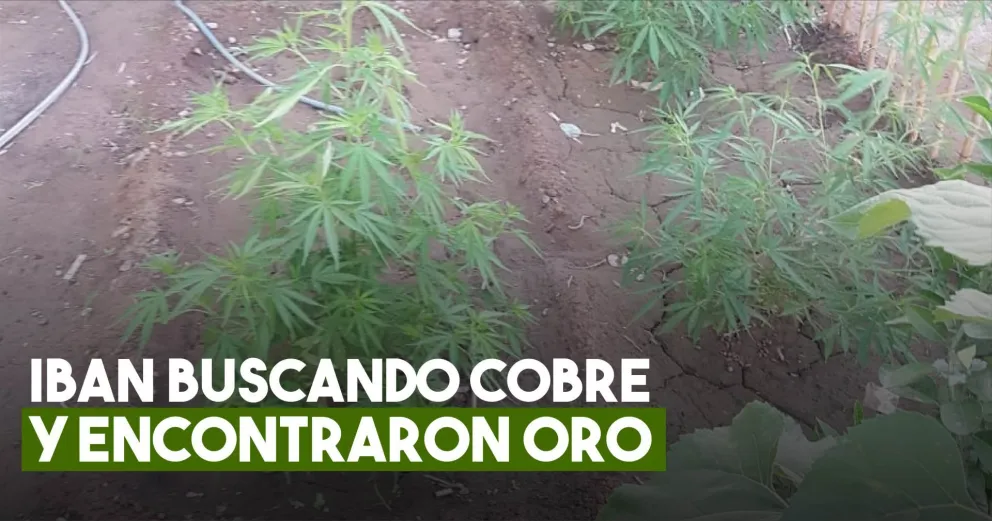 En un allanamiento encontraron plantines y plantas de marihuana