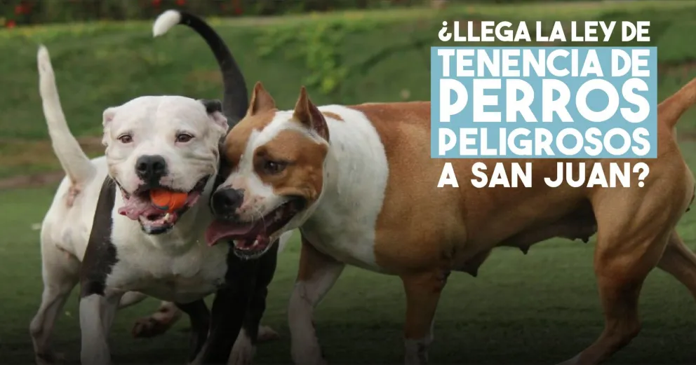 Diputados se reunieron con proteccionistas de animales