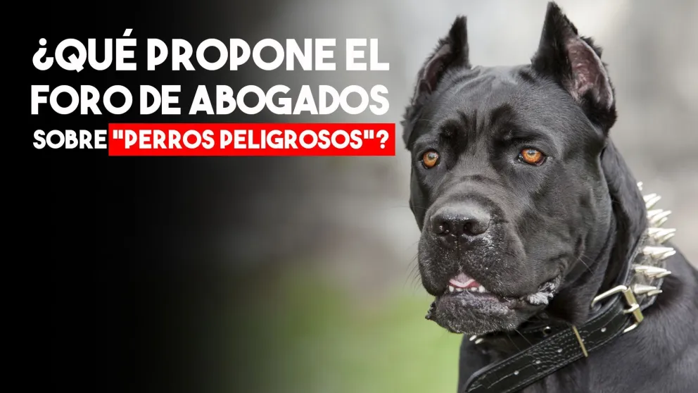 El Foro de Abogados y su propuesta para la tenencia de perros "fuertes"