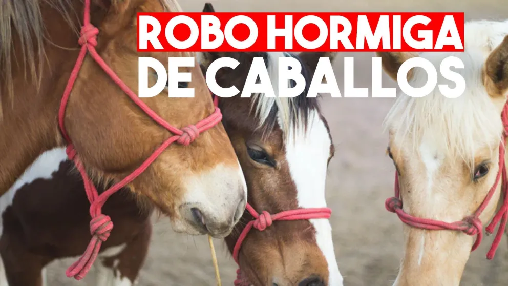 Barreal: denunció que le robaron 18 caballos