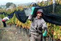 Para apuntalar las exportaciones del vino, se buscan aplicar tres medidas clave