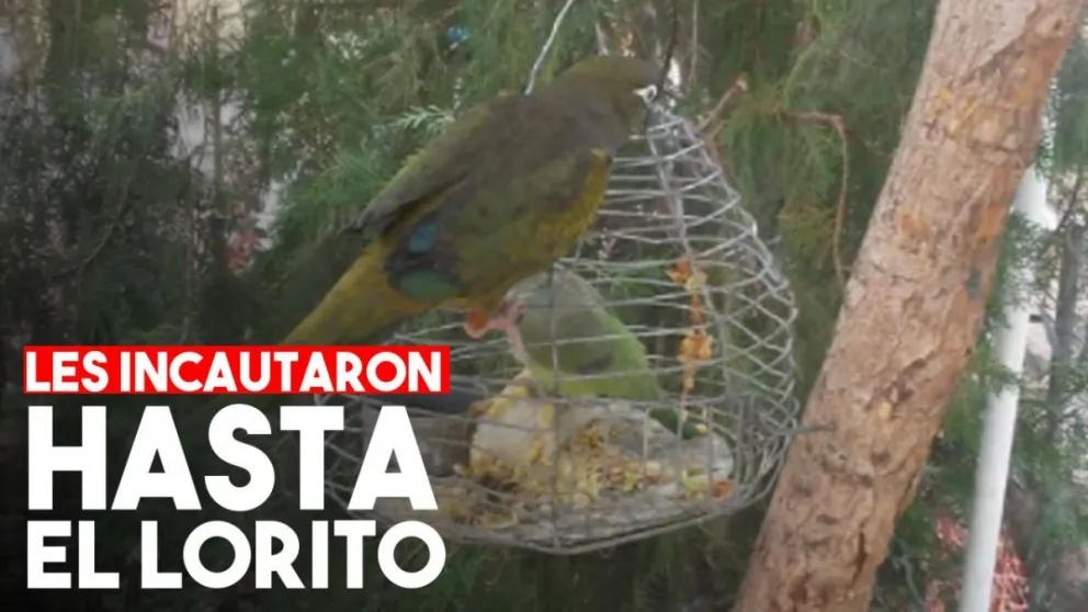 Ambiente incautó una gran cantidad de aves que se encontraban en cautiverio