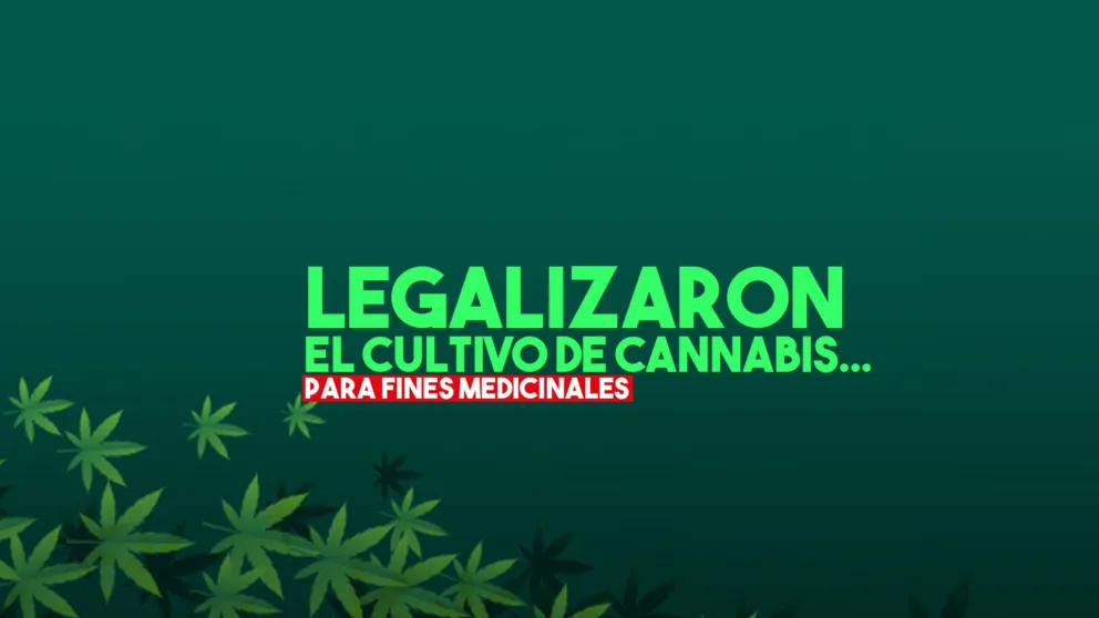 El autocultivo de cannabis para fines medicinales es legal