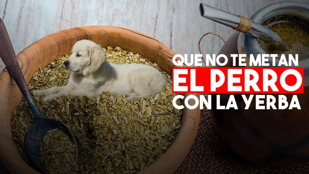El Gobierno controlará la cantidad de palo y polvo de los paquetes de yerba
