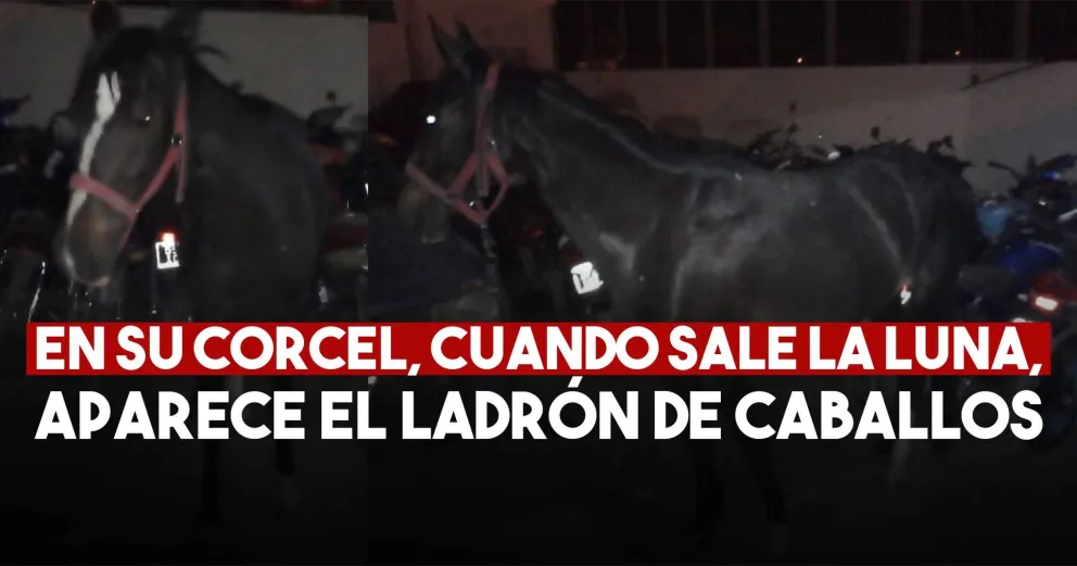 Con 15 años se metió a una finca y robó un caballo