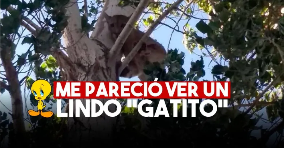 Policía Ecológica debió bajar a un puma de un árbol en Albardón