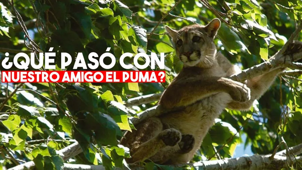 Albardón: gran operativo para sedar al puma y finalmente trasladarlo al Faunístico