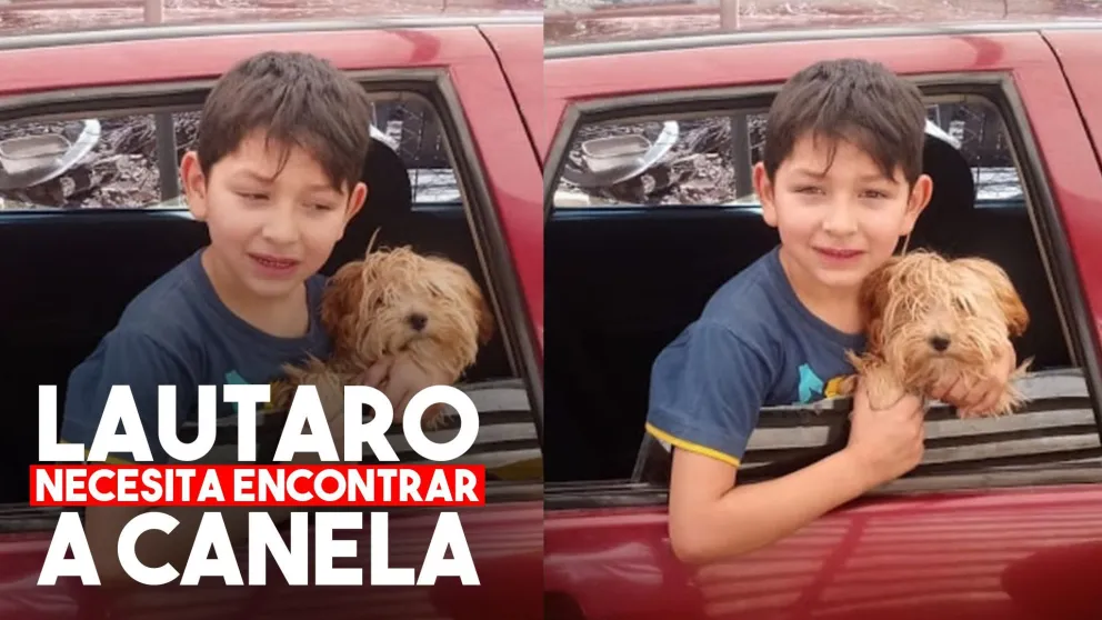 Le robaron la perrita a un chico con autismo y la buscan desesperadamente