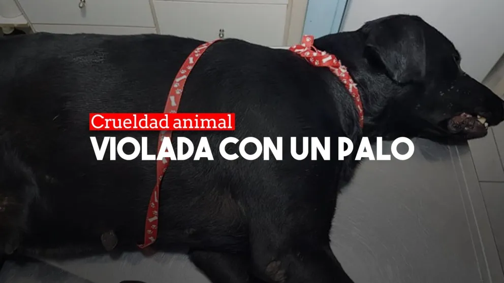 La llevaron a la veterinaria y se encontraron con que tenía un palo en su vagina