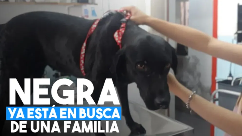 Negra se recupera y ya está en adopción responsable