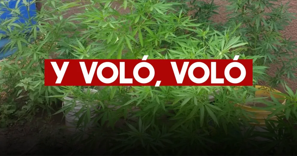 Atropelló a un joven, se dio a la fuga y le encontraron plantas de marihuana en su casa