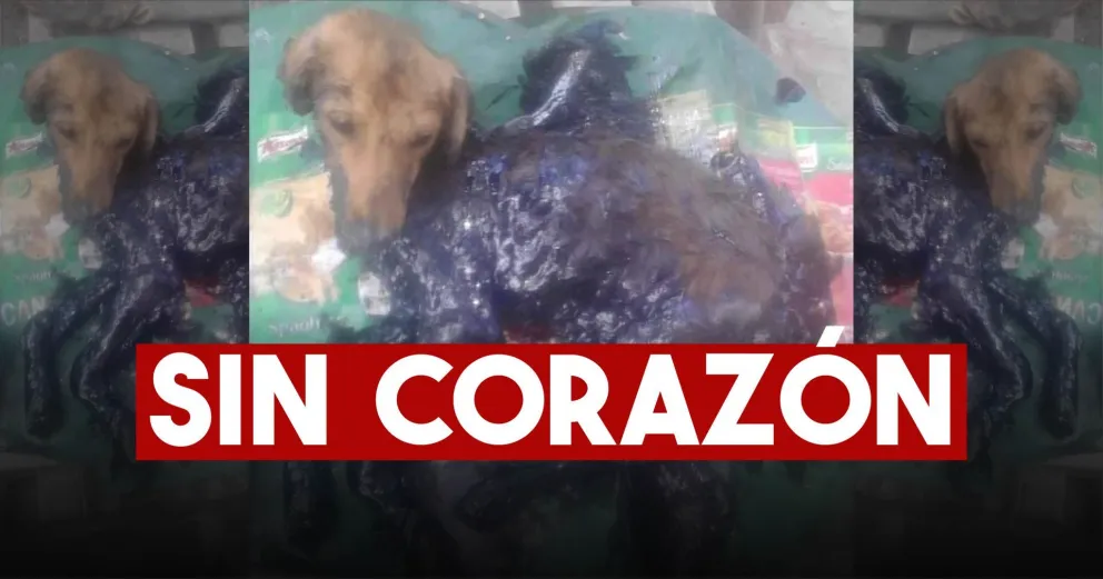 Bañaron a un perro en alquitrán y lo dejaron abandonado