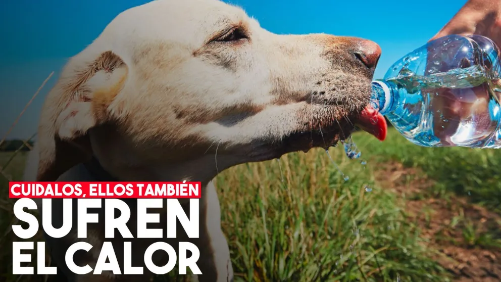 Mirá las recomendaciones para evitar los golpes de calor en las mascotas