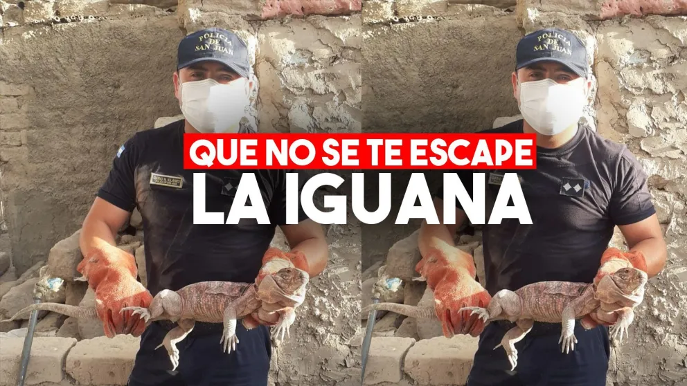 Una iguana alertó a los vecinos de Pocito