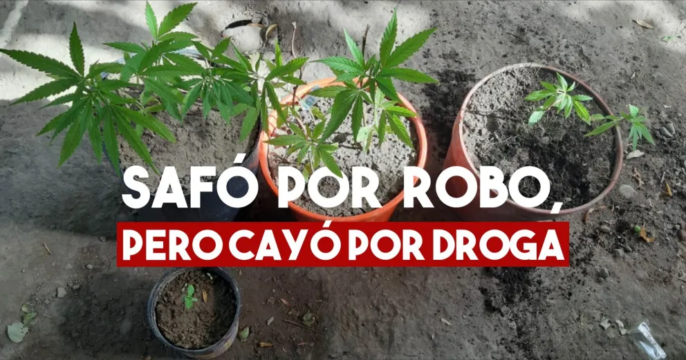 Realizaron un allanamiento por robo y encontraron plantas de marihuana