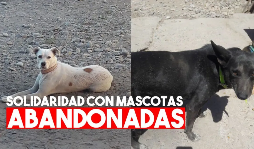 Realizan un bono para poder seguir cuidando a dos perritas que fueron abandonadas y luego rescatadas