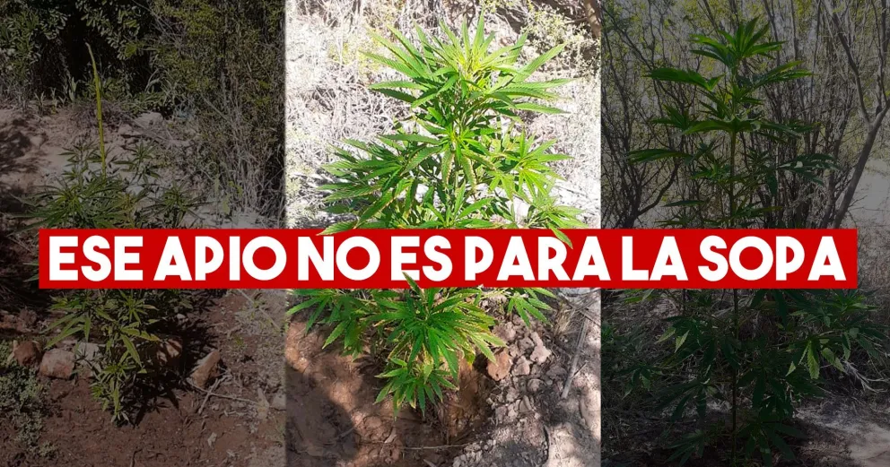 Denunció que le plantaron marihuana en su finca