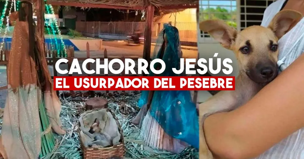 Un perrito callejero se quedó dormido en una decoración navideña