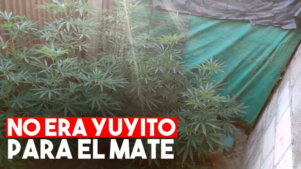 Una mujer quedó detenida por la tenencia de plantas de marihuana