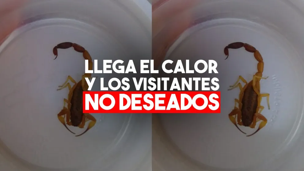 Un alacrán causó pánico en Capital