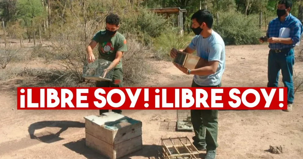 Liberaron en Jáchal a 17 aves que fueron rehabilitadas por la Secretaría de Ambiente