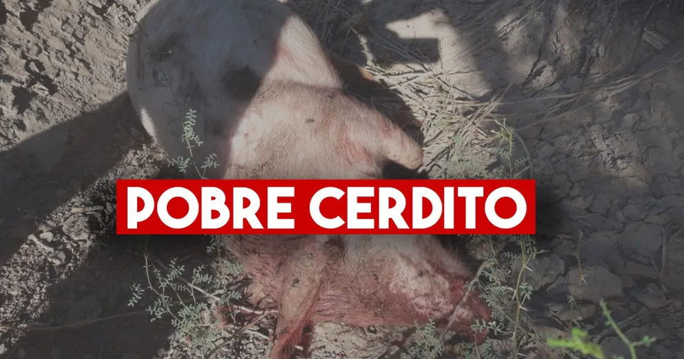 Le robaron dos motos, mataron a su cerdo y lo abandonaron a pocos metros