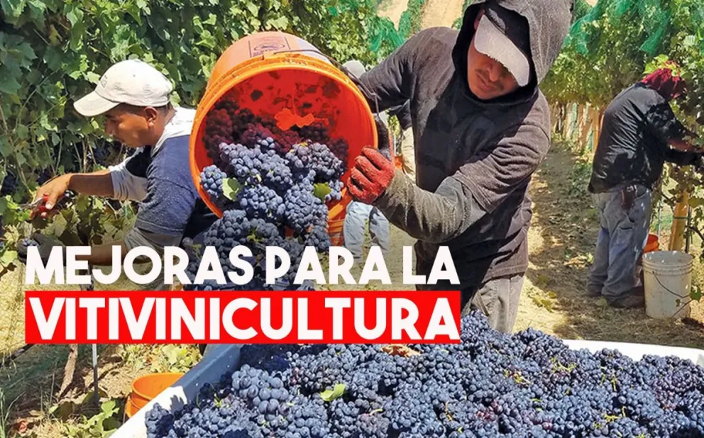 Buscan mejorar la competitividad de la vitivinicultura con innovaciones tecnológicas