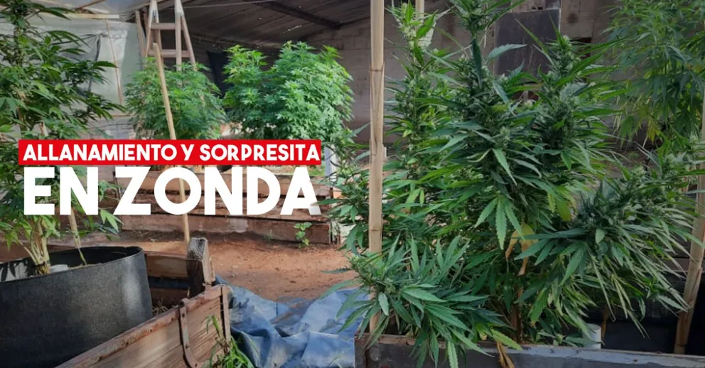 Realizaron un allanamiento y encontraron un vivero de marihuana