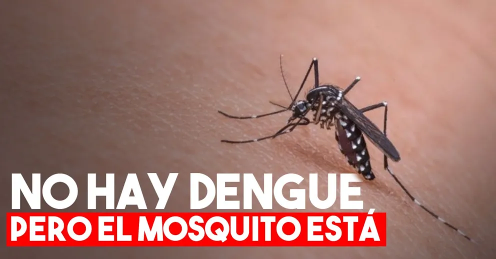 En San Juan está asentado el mosquito aedes aegypti pero aún no hay dengue