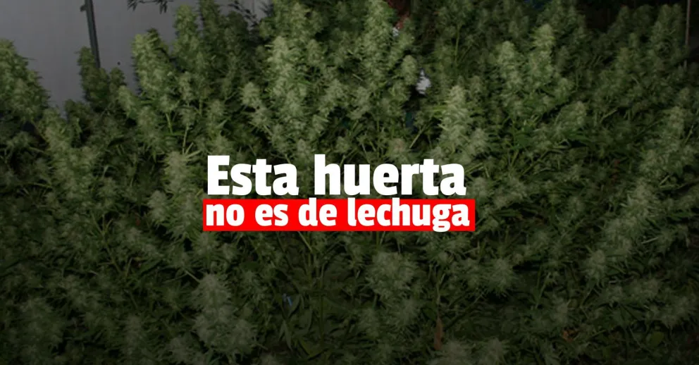 Fueron por objetos robados y encontraron plantas de cannabis