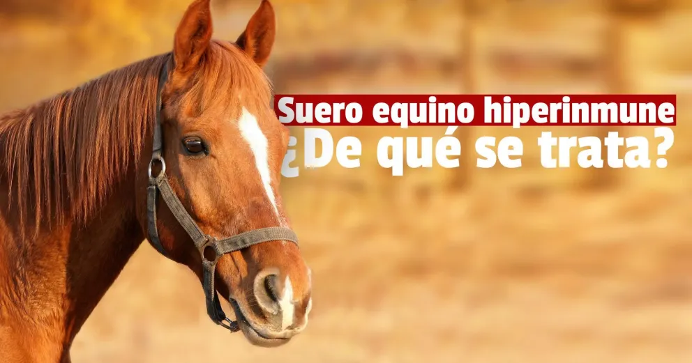 Comienza la distribución en hospitales del suero equino hiperinmune desarrollado en el país