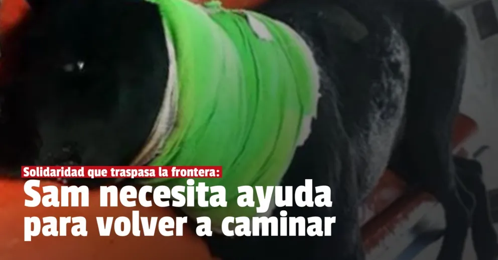 Un perro héroe recibió un balazo y piden ayuda para salvarlo