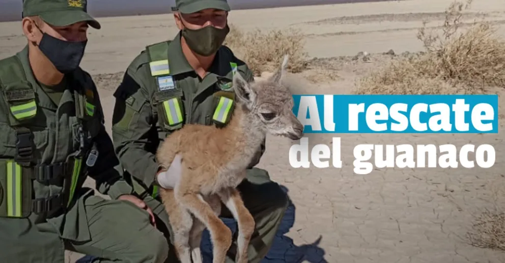 Gendarmería rescató a una cría de guanaco en la Pampa del Leoncito