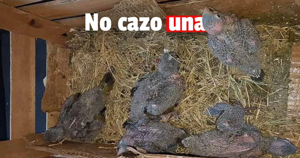 Realizaron infracciones por depredación de fauna y venta de loros