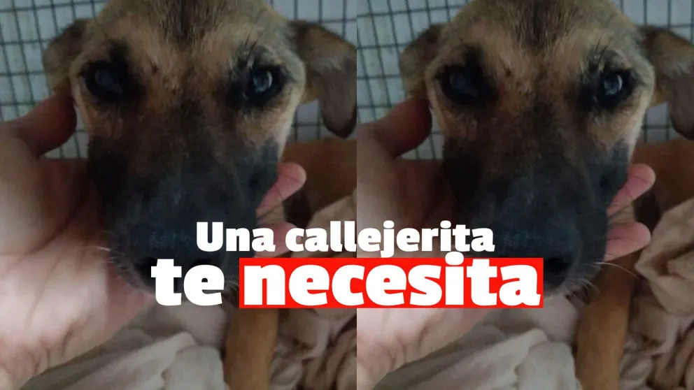 Piden ayuda para una callejerita que sufrió un grave accidente