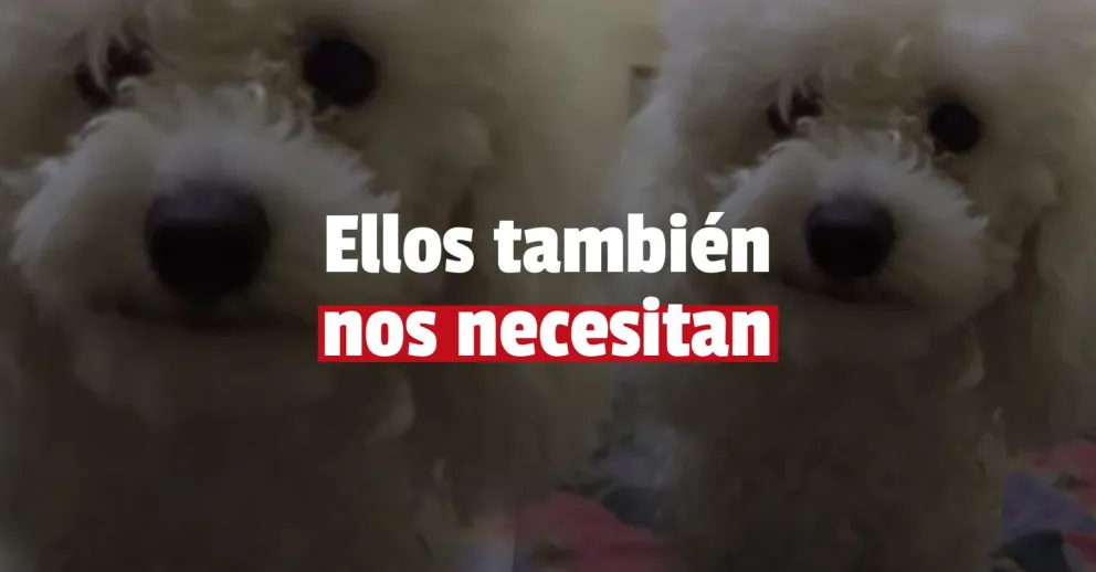 Con el terremoto se perdieron muchos perros y gatos