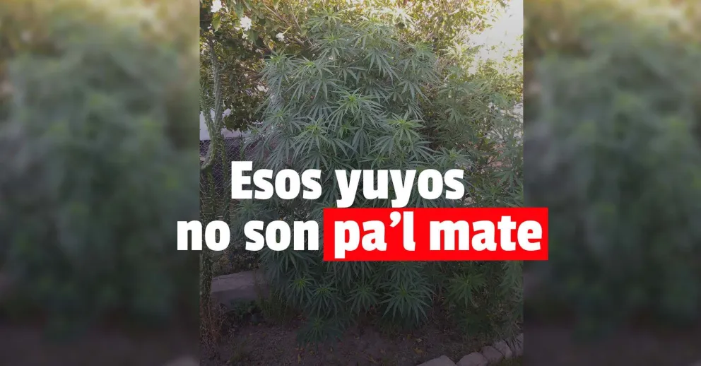 Buscaban elementos robados y encontraron plantas de marihuana