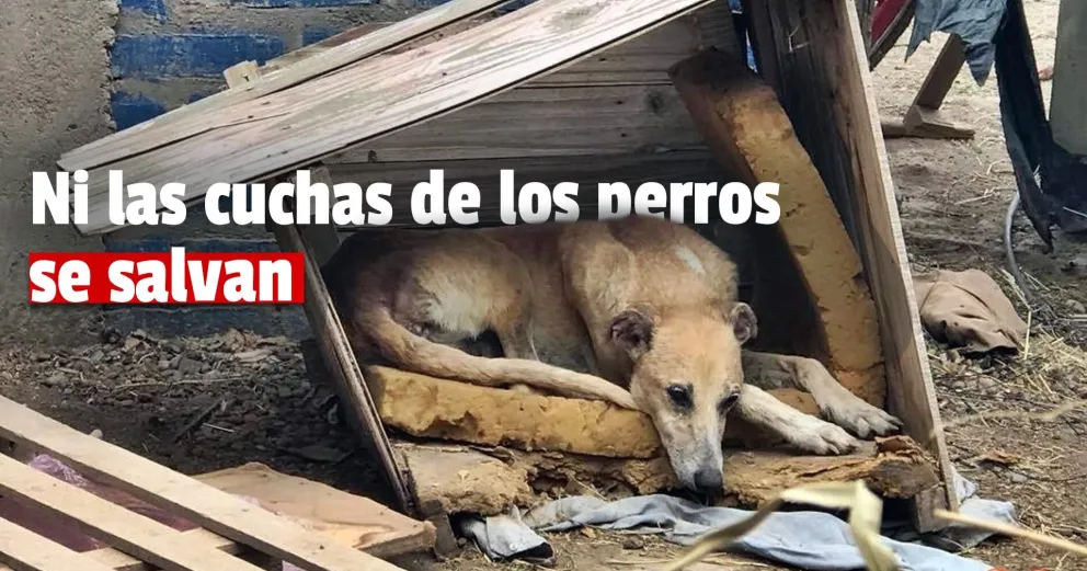 Hicieron casas para los callejeritos y se las robaron