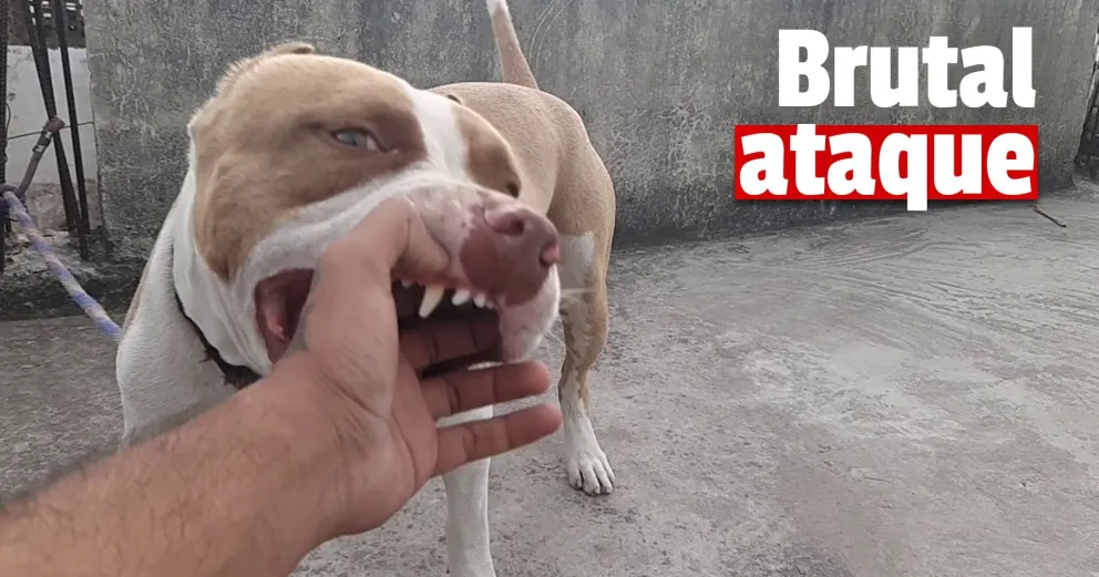 Un pitbull mordió a un hombre y atacó a su caniche