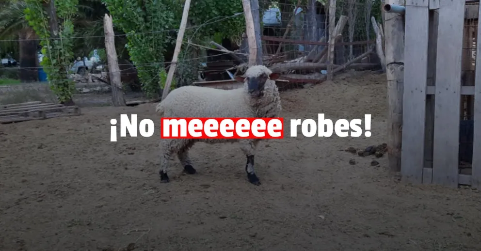 Robaron dos caballos y una oveja en Médano de Oro