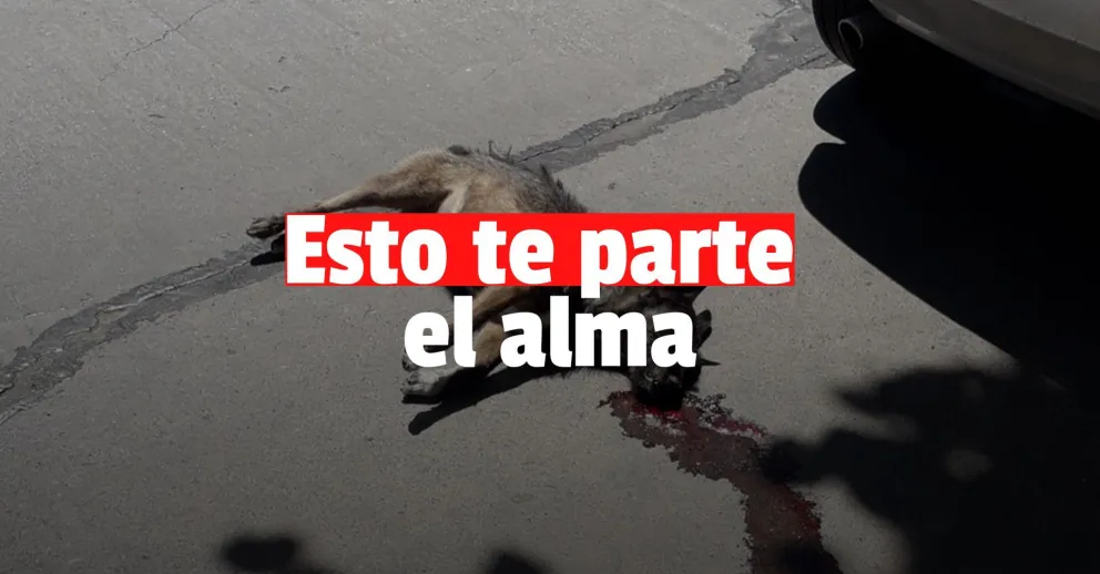 Encontraron un perro atropellado en plena Libertador y piden una solución