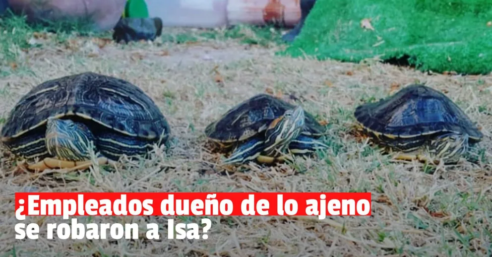 Denunció que le robaron su tortuga acuática y pide ayuda para encontrarla